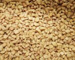 Fenugreek