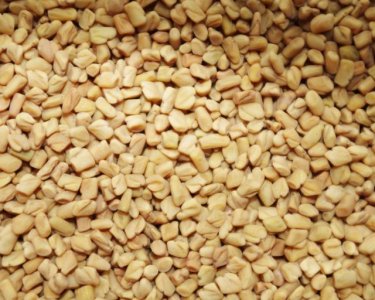Fenugreek