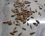 Cumin Seed