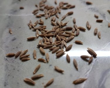 Cumin Seed