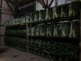 Fresh Banana Leaves High Quality From Indonesia