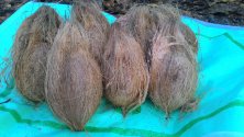 Coconut Semi Husked