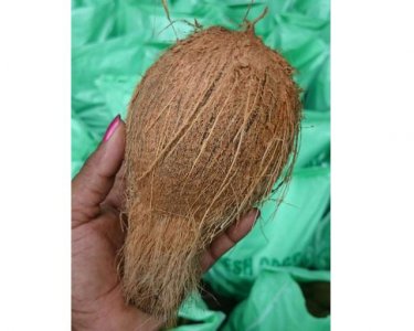Coconut Semi Husked