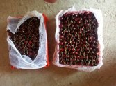 Fresh Cherries From Uzbekistan