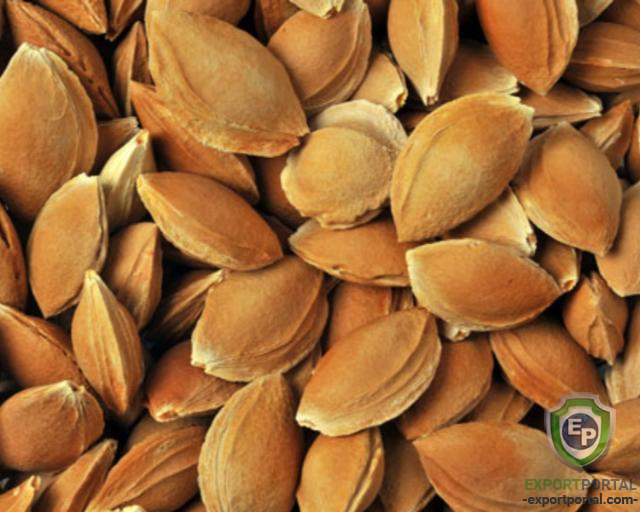 Natural Sweet Apricot Kernel In Shell