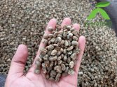 Arabica Coffee Bean