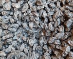 Dried Raisin(Black)