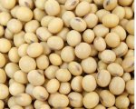 Soya Beans