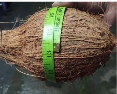 HUSKED COCONUTS