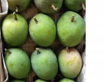 ALPHONSO MANGO