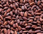 Cocoa seed