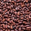 Cocoa seed