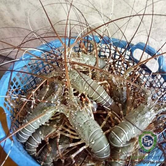 Sea Lobster Live