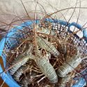 Sea Lobster Live