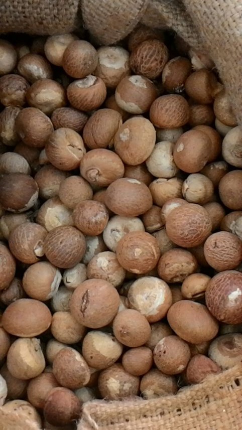 Whole betel nut dry