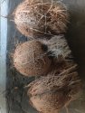 Coconut