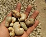 Cashew nuts