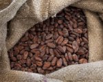 Cocoa beans