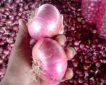 Onion
