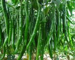 G4 Green Chili