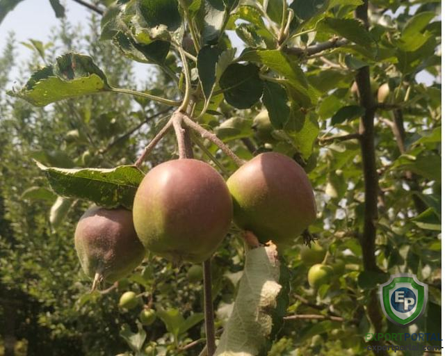 KASHMIRI APPLE