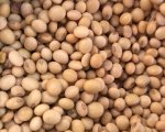 Soya Beans