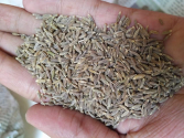cumin seeds