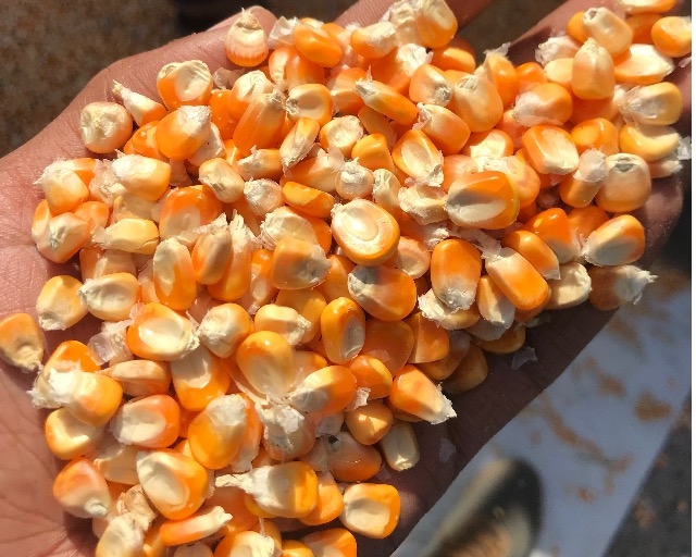 NON GMO Maize