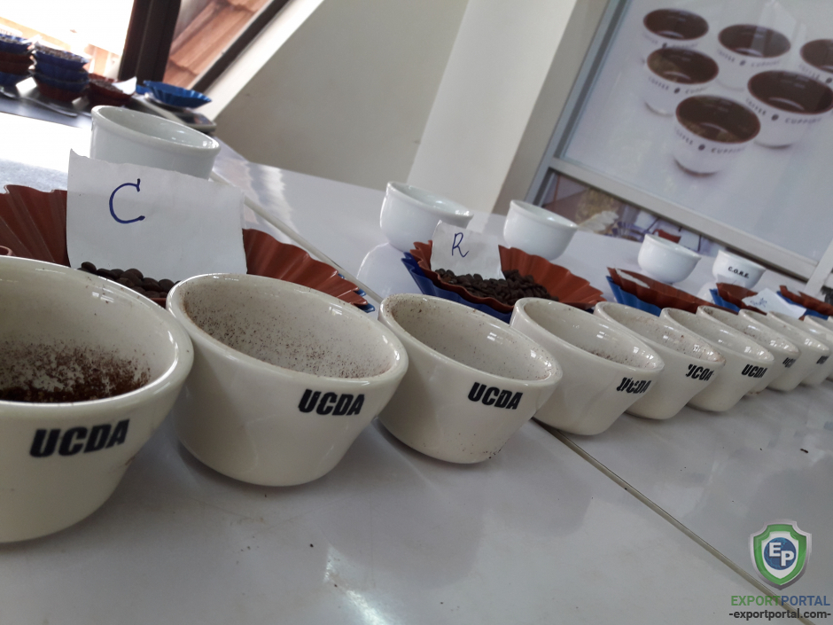 Ugandan Robusta Green Bean Coffee