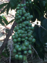 Ugandan Robusta Green Bean Coffee