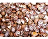 Betel Nut