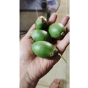 Betel Nut
