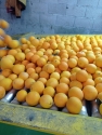 Orange Washington Navel Valencia from Turkey