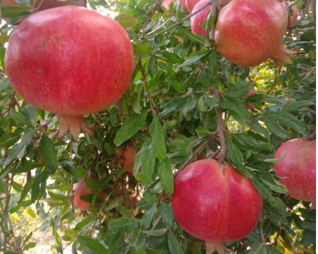 Pomegranate Wonderful from Turkey