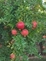 Pomegranate Wonderful from Turkey