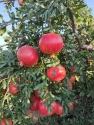 Pomegranate Wonderful from Turkey