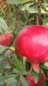 Pomegranate Wonderful from Turkey