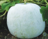 Asha Gourd