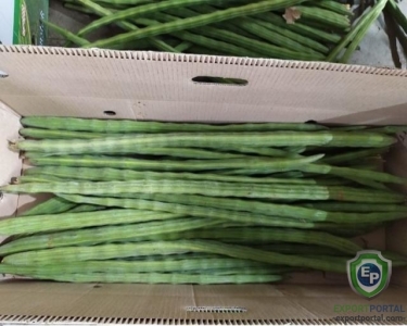 Drum Stick (moringa)