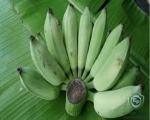 Green Banana