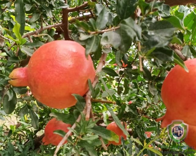 POMEGARANATE