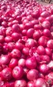 Red Onion