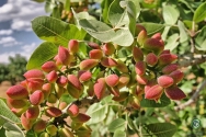 Pistachio nuts
