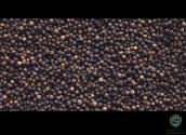 Black Pepper
