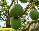 Khirsapat Mango