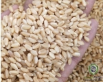 Wheat