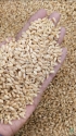 Wheat