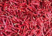 TEJA RED CHILLI