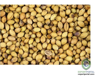 CORIANDER SEEDS