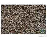 Pimento Seeds